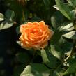 Růže mnohokvětá Tantau 'Clementine' - Rosa MK 'Clementine'