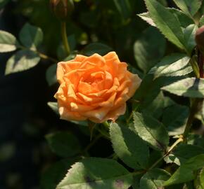 Růže mnohokvětá Tantau 'Clementine' - Rosa MK 'Clementine'