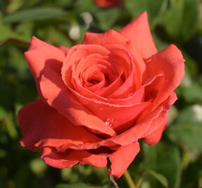 Růže velkokvětá Tantau 'Duftwolke' - Rosa VK 'Duftwolke'