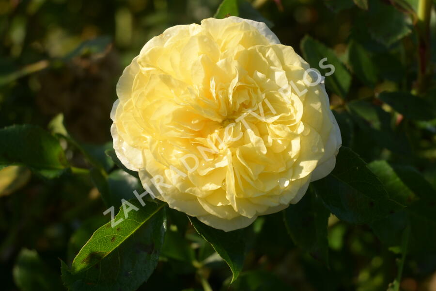 Růže mnohokvětá Kordes 'Solero' - Rosa MK 'Solero'