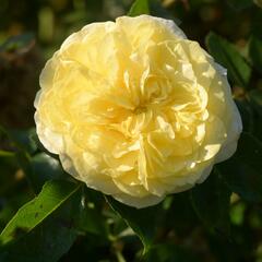 Růže mnohokvětá Kordes 'Solero' - Rosa MK 'Solero'