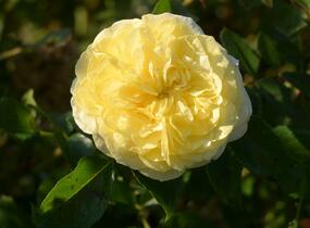 Růže mnohokvětá Kordes 'Solero' - Rosa MK 'Solero'