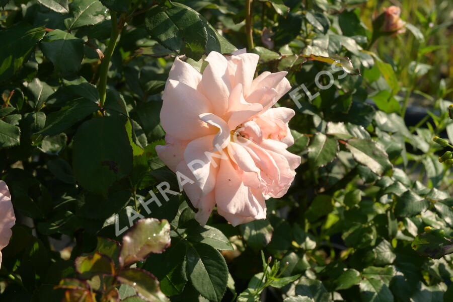 Růže velkokvětá 'Clodagh McGredy' - Rosa VK 'Clodagh McGredy'