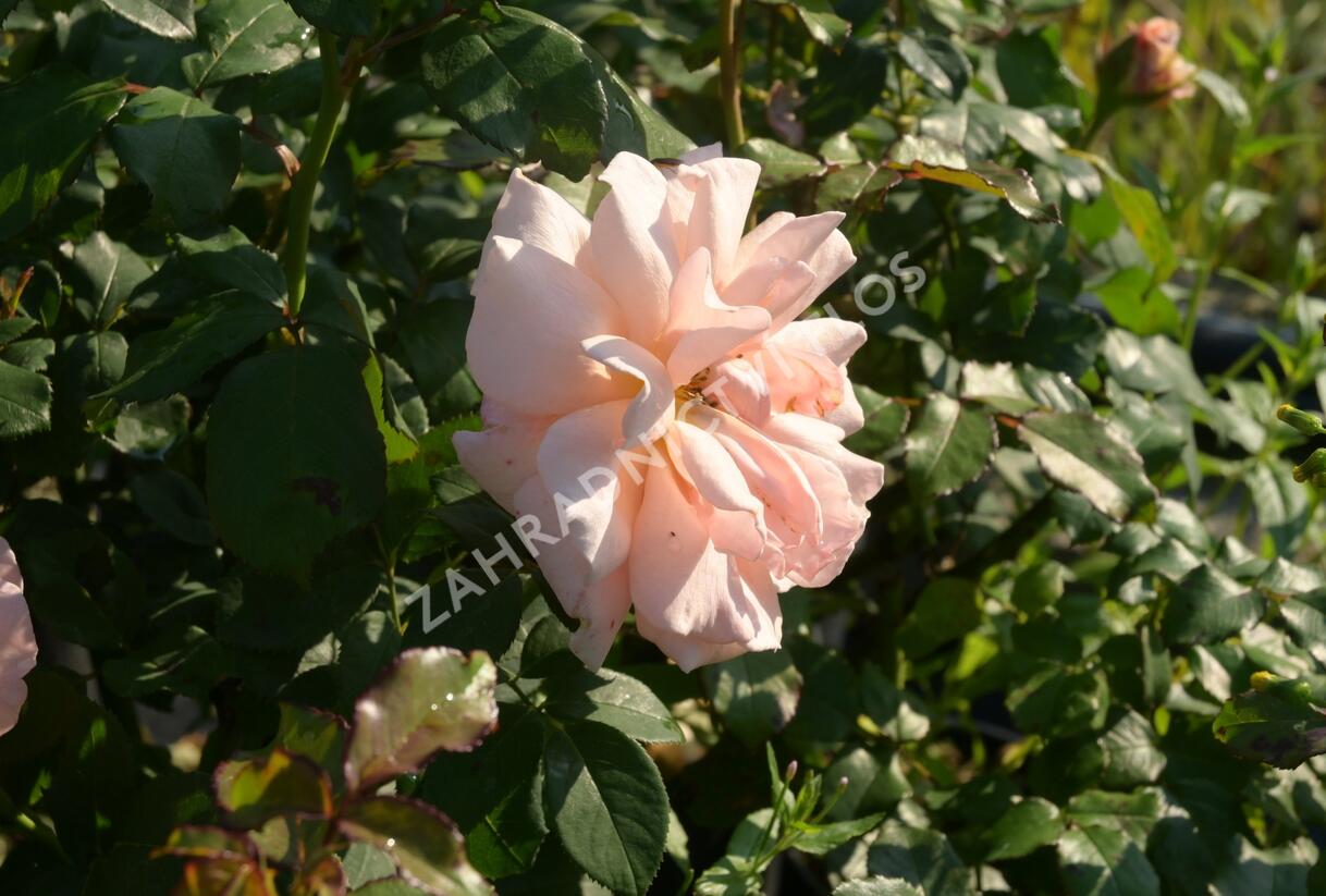 Růže velkokvětá 'Clodagh McGredy' - Rosa VK 'Clodagh McGredy'