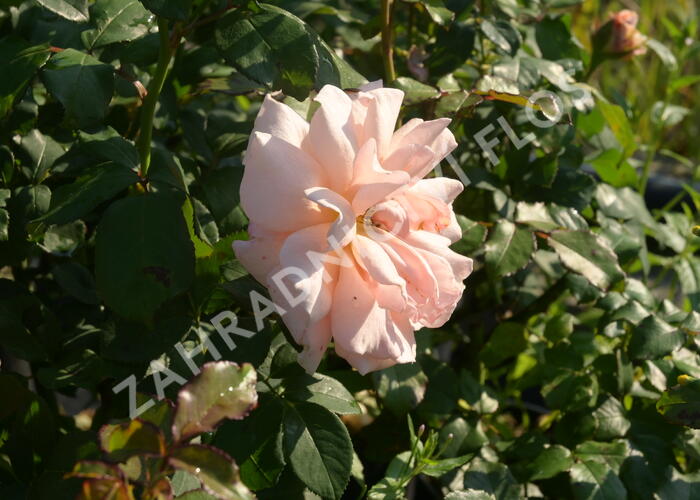 Růže velkokvětá 'Clodagh McGredy' - Rosa VK 'Clodagh McGredy'