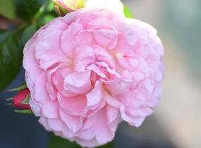 Růže anglická pnoucí David Austin 'Strawberry Hill' - Rosa PN 'Strawberry Hill'