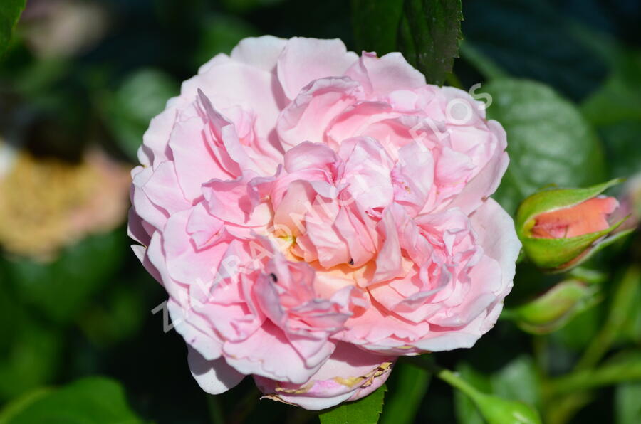 Anglická pnoucí růže Davida Austina 'Strawberry Hill' - Rosa PN 'Strawberry Hill'