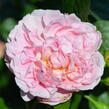 Anglická pnoucí růže Davida Austina 'Strawberry Hill' - Rosa PN 'Strawberry Hill'
