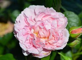 Růže anglická pnoucí David Austin 'Strawberry Hill' - Rosa PN 'Strawberry Hill'