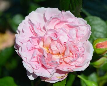 Růže anglická pnoucí David Austin 'Strawberry Hill'