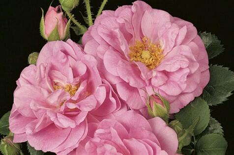 Růže mnohokvětá 'Cape Diamond' - Rosa MK 'Cape Diamond'