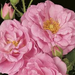 Růže mnohokvětá 'Cape Diamond' - Rosa MK 'Cape Diamond'