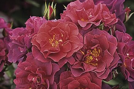 Růže mnohokvětá 'Celebration Time' - Rosa MK 'Celebration Time'