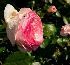 Růže půdopokryvná 'Larissa' - Rosa PK 'Larissa'