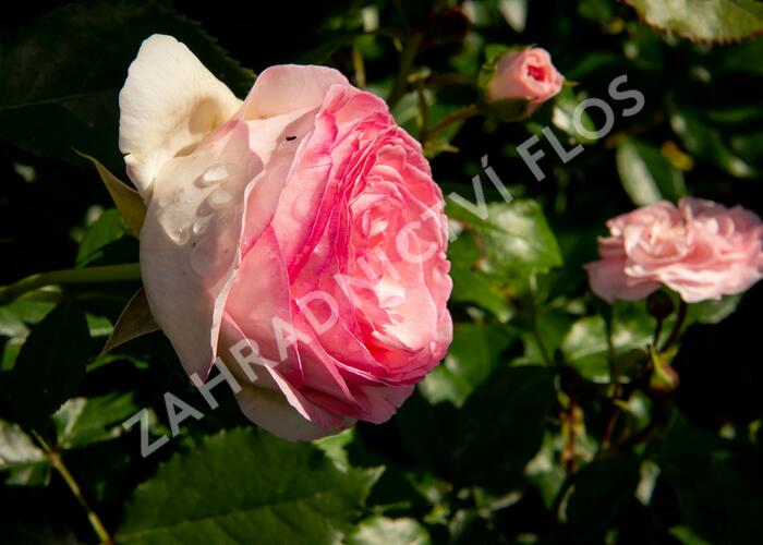 Růže půdopokryvná 'Larissa' - Rosa PP 'Larissa'