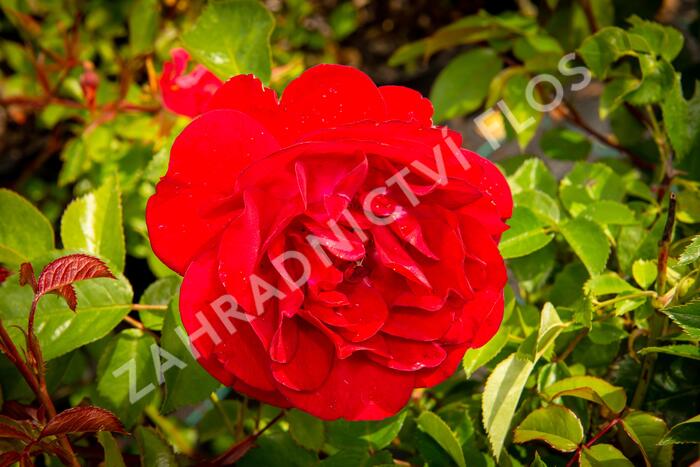 Růže mnohokvětá Kordes 'Bordeaux' - Rosa MK 'Bordeaux'