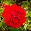Růže mnohokvětá Kordes 'Bordeaux' - Rosa MK 'Bordeaux'