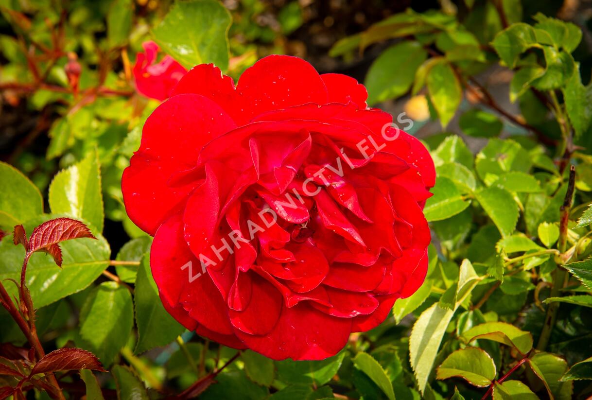 Růže mnohokvětá Kordes 'Bordeaux' - Rosa MK 'Bordeaux'