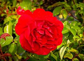 Růže mnohokvětá Kordes 'Bordeaux' - Rosa MK 'Bordeaux'