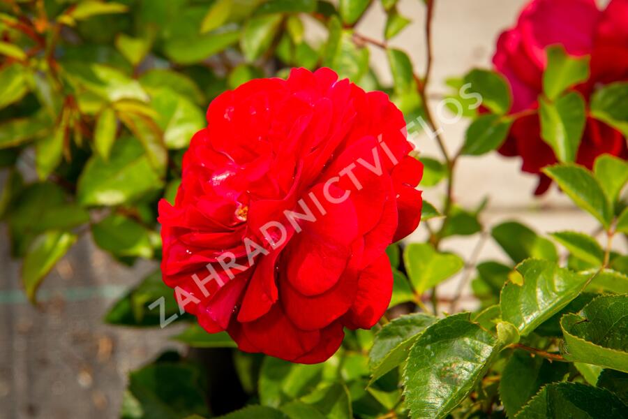 Růže mnohokvětá Kordes 'Bordeaux' - Rosa MK 'Bordeaux'