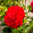 Růže mnohokvětá Kordes 'Bordeaux' - Rosa MK 'Bordeaux'