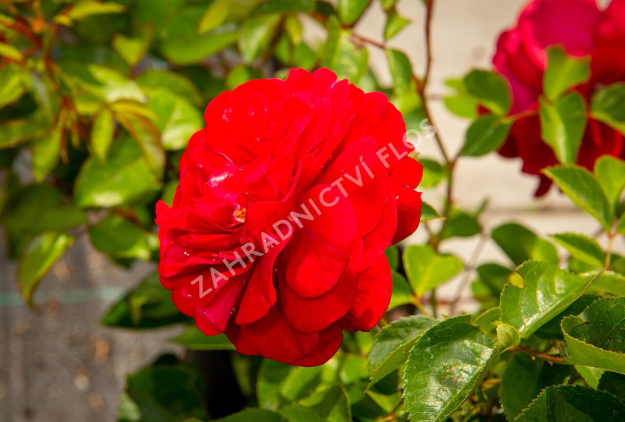 Růže mnohokvětá Kordes 'Bordeaux' - Rosa MK 'Bordeaux'