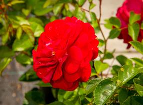 Růže mnohokvětá Kordes 'Bordeaux' - Rosa MK 'Bordeaux'
