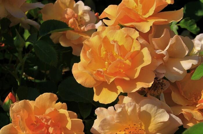 Růže mnohokvětá 'Campina Gold' - Rosa MK 'Campina Gold'