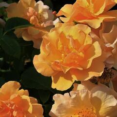 Růže mnohokvětá 'Campina Gold' - Rosa MK 'Campina Gold'