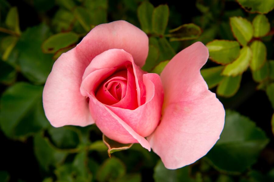 Růže mnohokvětá Kordes 'Home & Garden' - Rosa MK 'Home & Garden'