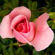 Růže mnohokvětá Kordes 'Home & Garden' - Rosa MK 'Home & Garden'