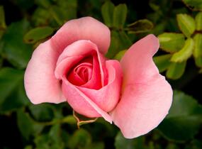 Růže mnohokvětá Kordes 'Home & Garden' - Rosa MK 'Home & Garden'