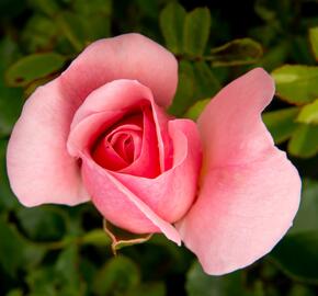 Růže mnohokvětá Kordes 'Home & Garden' - Rosa MK 'Home & Garden'