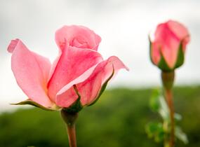 Růže mnohokvětá Kordes 'Home & Garden' - Rosa MK 'Home & Garden'