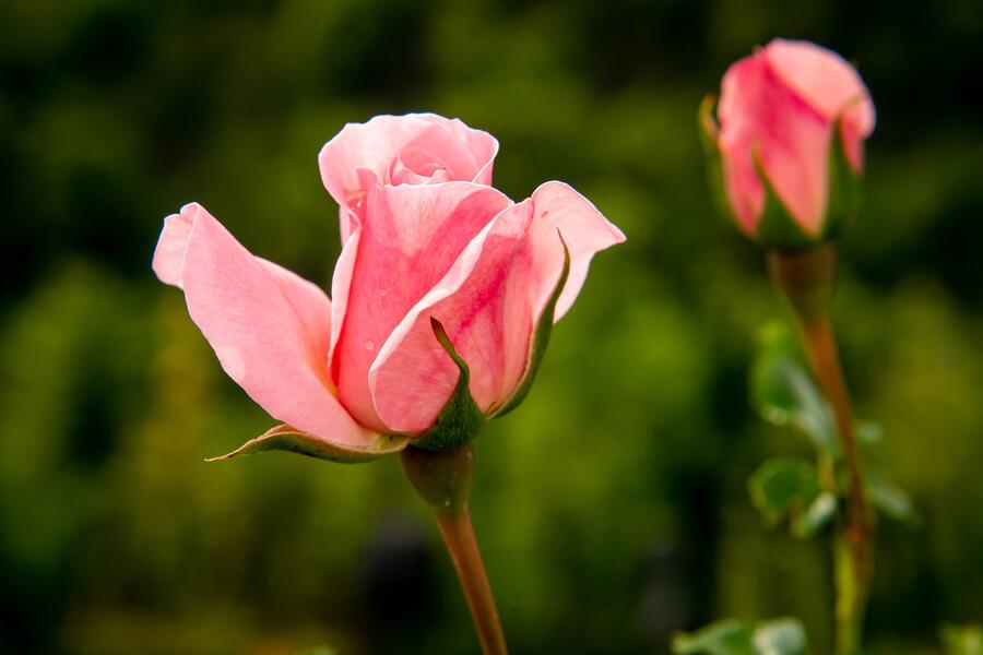 Růže mnohokvětá Kordes 'Home & Garden' - Rosa MK 'Home & Garden'