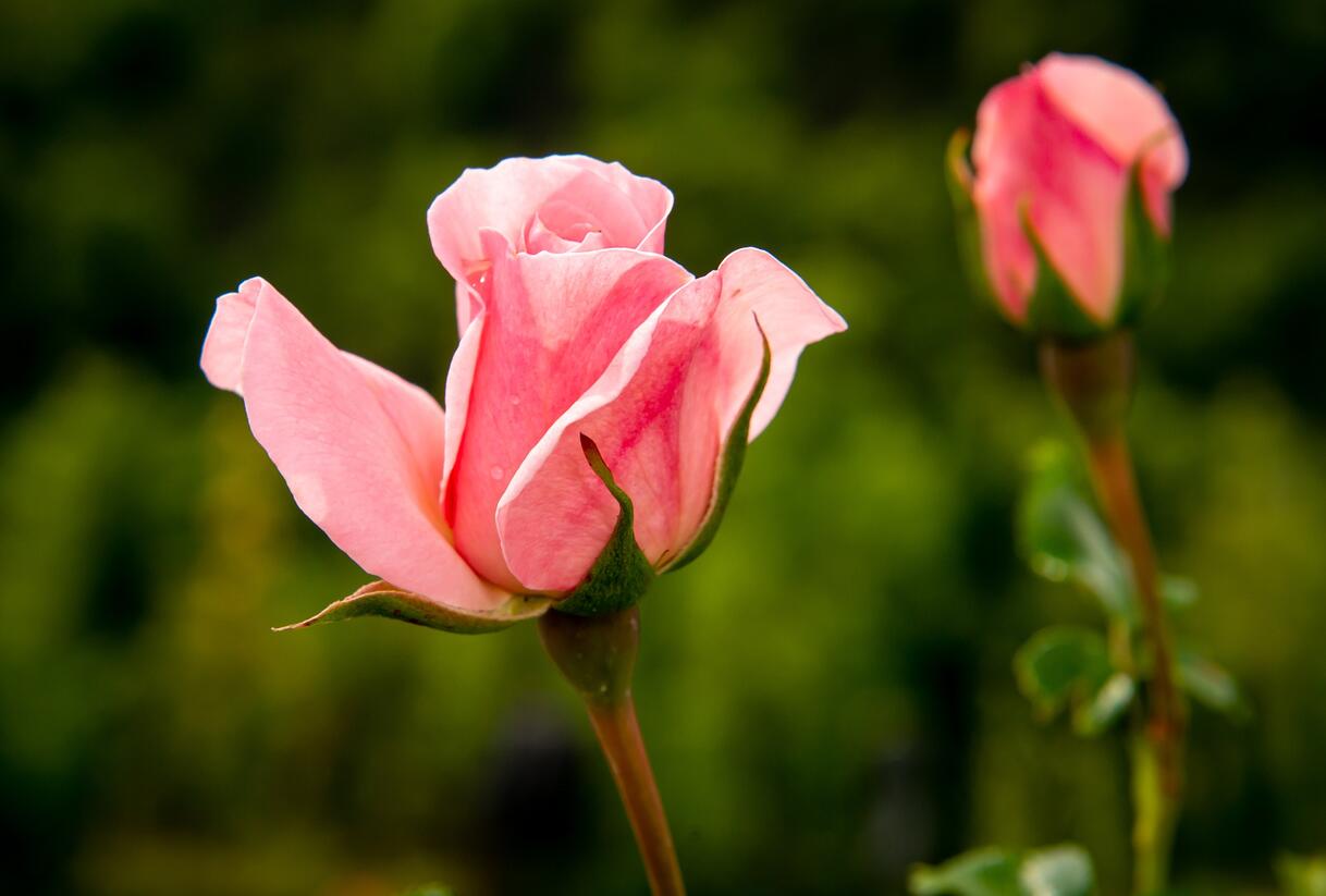 Růže mnohokvětá Kordes 'Home & Garden' - Rosa MK 'Home & Garden'