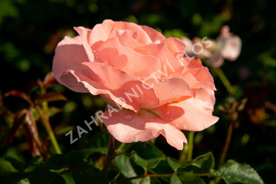 Růže pnoucí 'Alfresco' - Rosa PN 'Alfresco'