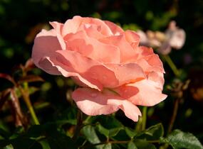 Růže pnoucí 'Alfresco' - Rosa PN 'Alfresco'