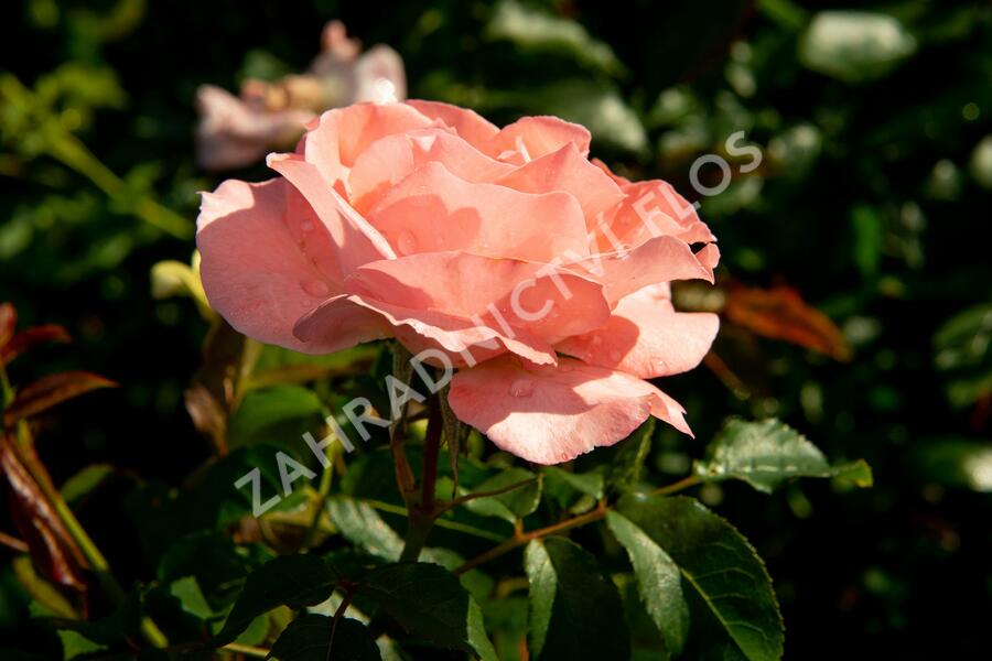 Růže pnoucí 'Alfresco' - Rosa PN 'Alfresco'