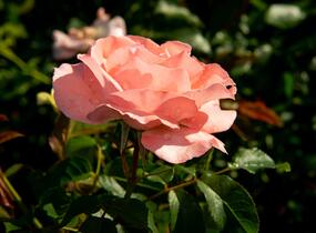 Růže pnoucí 'Alfresco' - Rosa PN 'Alfresco'
