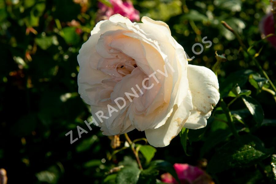 Růže velkokvětá Kordes 'Sebastian Kneipp' (KORpastato) - Rosa VK 'Sebastian Kneipp' (KORpastato)