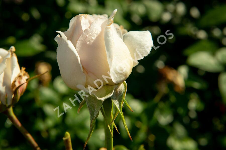 Růže velkokvětá Kordes 'Sebastian Kneipp' (KORpastato) - Rosa VK 'Sebastian Kneipp' (KORpastato)