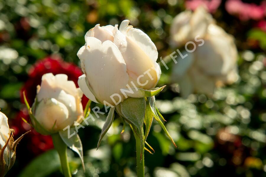 Růže velkokvětá Kordes 'Sebastian Kneipp' (KORpastato) - Rosa VK 'Sebastian Kneipp' (KORpastato)