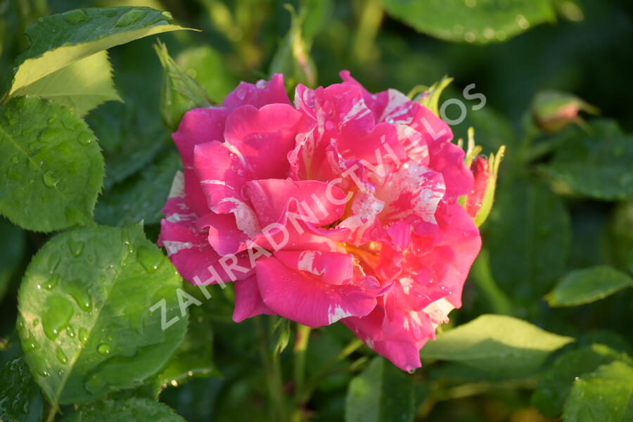 Růže pnoucí 'Candy Land' - Rosa PN 'Candy Land'