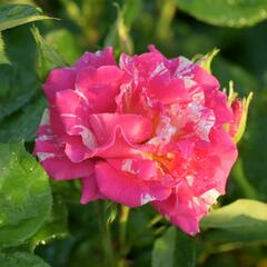 Růže pnoucí 'Candy Land' - Rosa PN 'Candy Land'