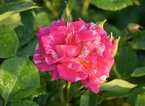 Růže pnoucí 'Candy Land' - Rosa PN 'Candy Land'