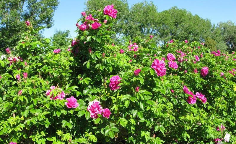 Růže svraskalá 'Hansa' - Rosa rugosa 'Hansa'