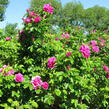 Růže svraskalá 'Hansa' - Rosa rugosa 'Hansa'