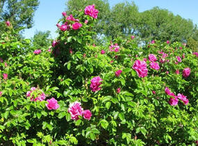 Růže svraskalá 'Hansa' - Rosa rugosa 'Hansa'