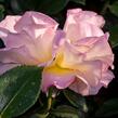 Růže velkokvětá Meilland 'Elle' - Rosa VK 'Elle'